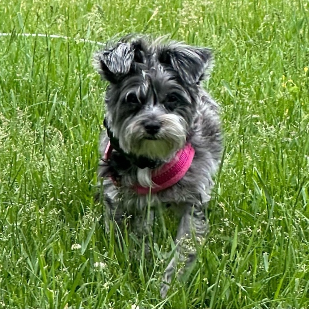 MY PUP LUNA & POSH PICS